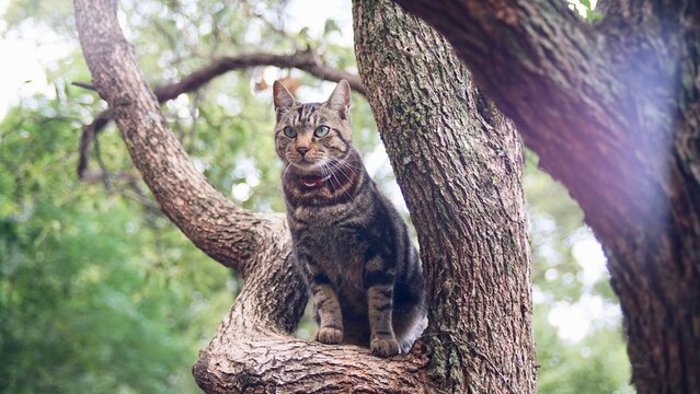 Cat on trees Photo