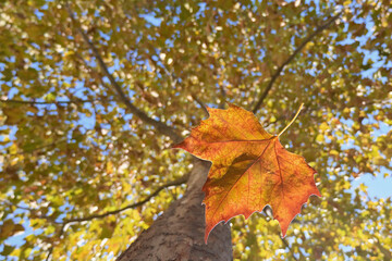 Autumn Closeup Single Maple Leaf