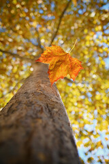 Closeup Single Maple Leaf Falling Down