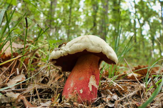 Close up of Boletus Satanas, also known as the Devils Bolete or Satan’s Mushroom. Poisonous mushroom noted for its red stem and red pores
