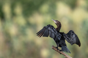 Cormorant on a branch