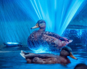 duck on the water © Mariusz