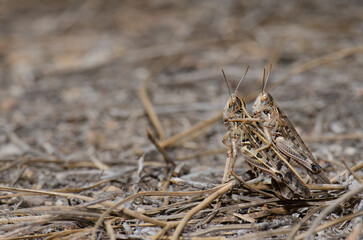 Copula of Moroccan locusts Dociostaurus maroccanus. Cruz de Pajonales. Natural Reserve of Inagua. Tejeda. Gran Canaria. Canary Islands. Spain.