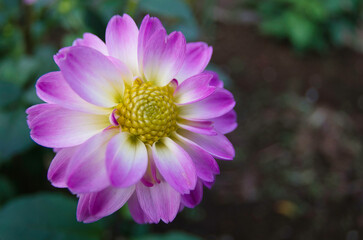 Dahlia