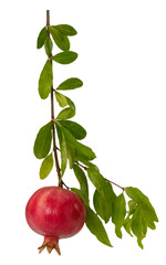 Pomegranate branch with ripe fruit and leaves