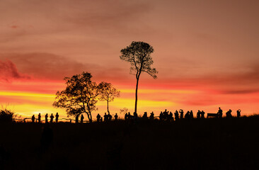 Fototapeta na wymiar Sunset in the evening at the pine forest in Thailand