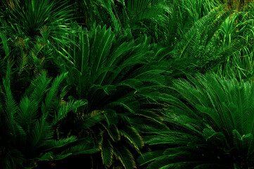 Naklejka na ściany i meble Palm leaves and tropical green shadows, abstract nature background, dark tones,Panorama
