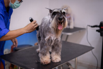 dog in the grooming salon.