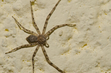 Funnel weaver Tegenaria sp. Gran Canaria. Canary Islands. Spain.