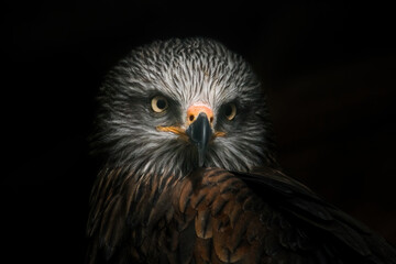 portrait of a black kite