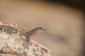 Gran Canaria giant lizard Gallotia stehlini. Cruz de Pajonales. Integral Natural Reserve of Inagua. Tejeda. Gran Canaria. Canary Islands. Spain.