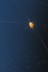 Underside view of a spider in its web. Cruz de Pajonales. Integral Natural Reserve of Inagua. Tejeda. Gran Canaria. Canary Islands. Spain.