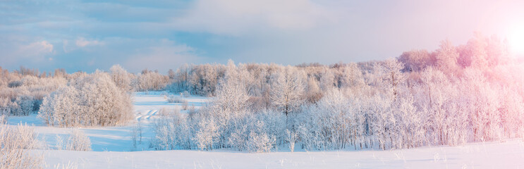 Panoramic view of the white snowy trees in natural park