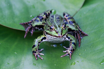 frog on leaf