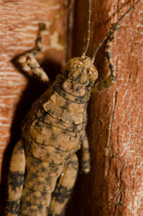 Splendid rock grasshopper Arminda canariensis. Cruz de Pajonales. Integral Natural Reserve of Inagua. Tejeda. Gran Canaria. Canary Islands. Spain.