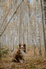 Fototapeta premium Aussie sitting in forest in autumn. Devoted deep look of shepherd dog. Lot of yellow leaves in fall park. Full length portrait of beautiful brown Australian Shepherd in autumn birch grove.