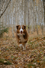 Concept of active pets outside. Brown Australian Shepherd dog walks in autumn forest along trail of yellow fallen leaves. Aussie red tricolor walks in fall yellow park in birch grove. No people.