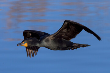 North American Wildlife. Double-crested cormorant in flight above a clear blue lake.