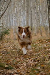 Concept of active pets outside. No people. Brown Australian Shepherd dog walks in autumn forest along trail of yellow fallen leaves. Aussie red tricolor runs fast in fall park in birch grove.