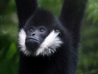 black and white colobus