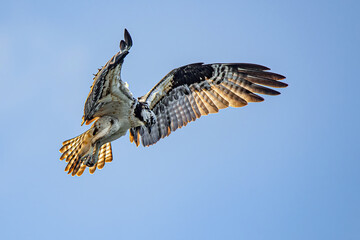 The Osprey ready to fish