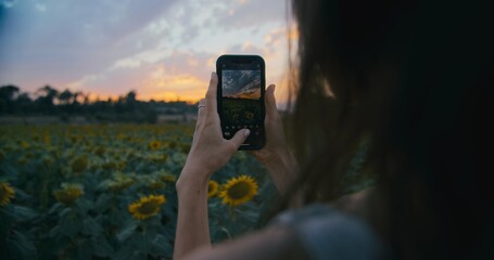 Woman photographing sunflower on sunset using smartphone at summertime trip