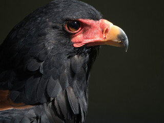 close up of an eagle