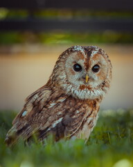 great horned owl - obrazy, fototapety, plakaty