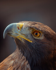 portrait of an eagle