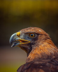 close up of an eagle - obrazy, fototapety, plakaty