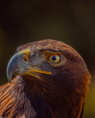 red tailed hawk - obrazy, fototapety, plakaty