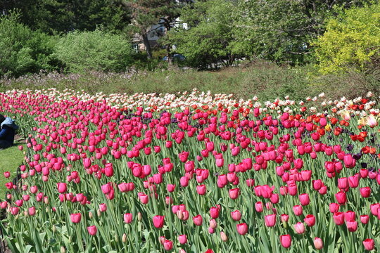 Tulip Festival Ottawa In Canada