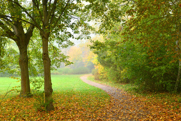 Autumn landscape. A footpath in the park. 