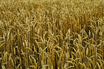 A field of growing cereals, wheat or rye, heavy spikelets with ripe grains, harvest is coming soon, rural still life