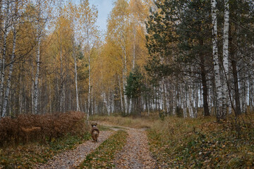 Brown Australian Shepherd dog walks in autumn forest on rural road. Aussie red tricolor walks in fall yellow park among birches and coniferous trees. Concept of active pets outside. Rear view.