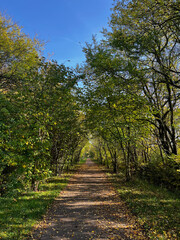 Fototapeta na wymiar Outdoor path in autumn with blue sky (eye level shot)