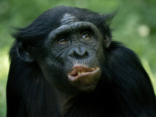 funny chimp