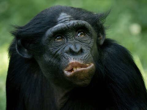 Funny chimpanzee videos hot sale
