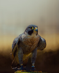 Falcon