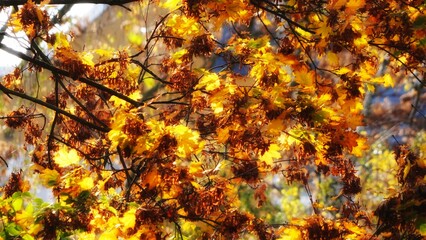 autumn leaves background