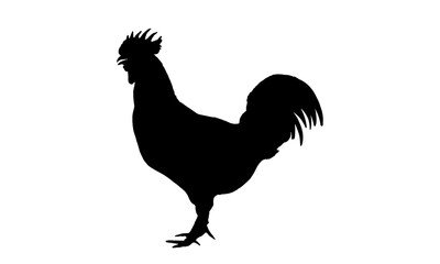 Rooster silhouette vector illustration. Black cock isolated on white background. Chicken profile. Chicken icon.
