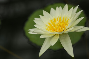 Water lily