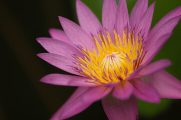 Water lily