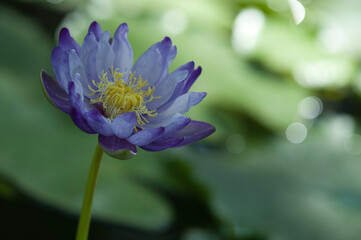 Water lily