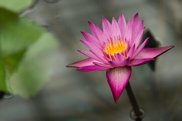 Water lily