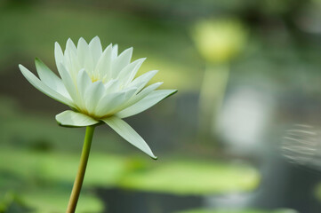Water lily