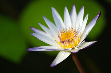 water lily
