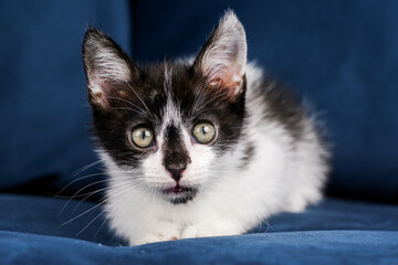 Fototapeta premium Cute funny black and white kitten is lying on a blue sofa. A kitten in the house. Fluffy kitten looks at the camera. Animal emotions