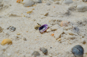 Shell Hunting, Sunday morning walk on the beach, Alabama Point, Orange Beach, Alabama