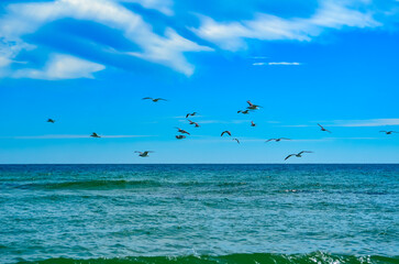 Watching the Seagulls, Sunday morning walk on the beach in October, Alabama Point, Orange Beach, Alabama